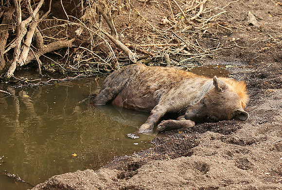 Hyena cooling down in water at Mashatu game reserve