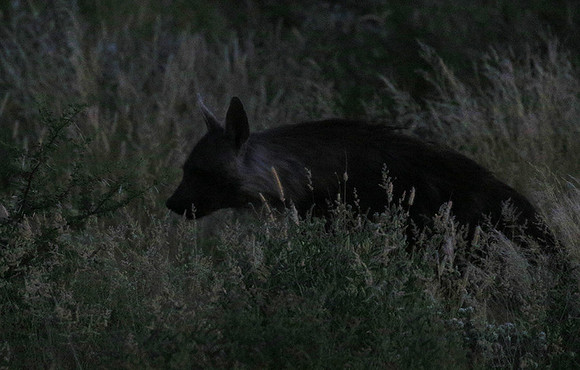 Brown hyena - Central Kalahari