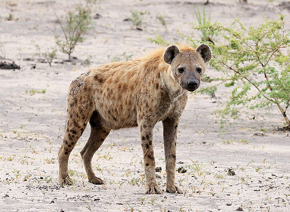 Spotted hyena - Moremi game reserve