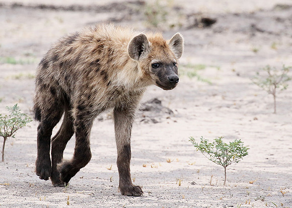 Spotted hyena - Moremi game reserve