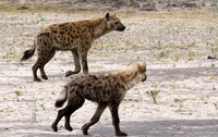 Spotted hyena - Moremi game reserve
