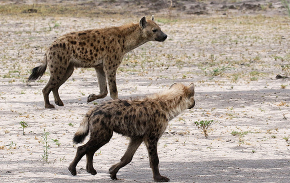 Spotted hyena - Moremi game reserve