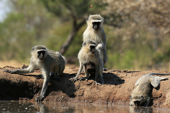 At Mashatu game reserve