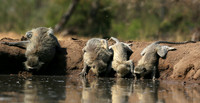 At Mashatu game reserve
