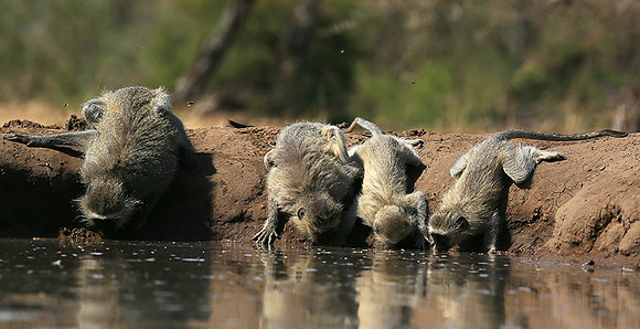 At Mashatu game reserve