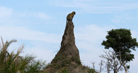 Verwet monkey - Moremi game reserve