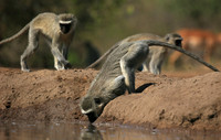 At Mashatu game reserve