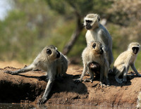 At Mashatu game reserve