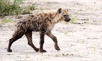Spotted hyena - Moremi game reserve