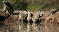 At Mashatu game reserve
