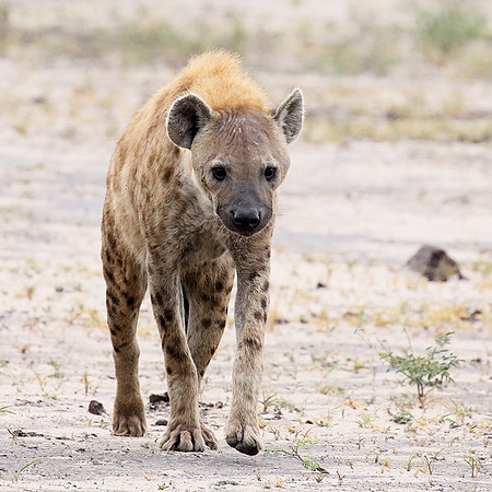 Spotted hyena - Moremi game reserve