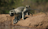 At Mashatu game reserve