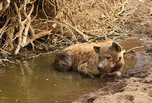 Hyena cooling down in water at Mashatu game reserve