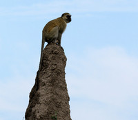 Verwet monkey - Moremi game reserve