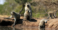 At Mashatu game reserve