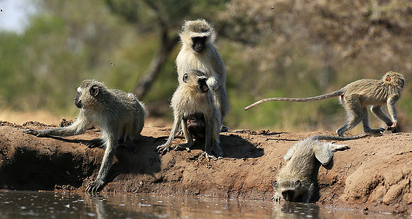 At Mashatu game reserve