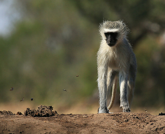 At Mashatu game reserve