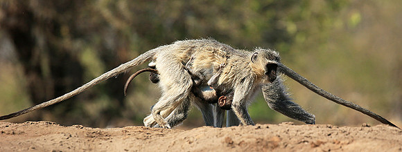 At Mashatu game reserve