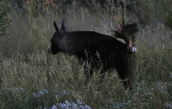Brown hyena - Central Kalahari