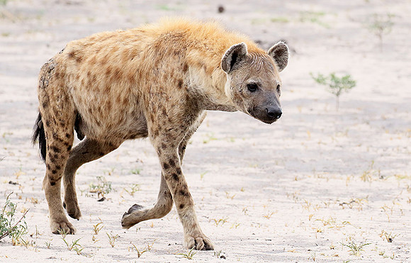 Spotted hyena - Moremi game reserve