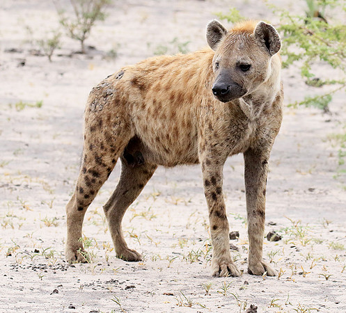 Spotted hyena - Moremi game reserve