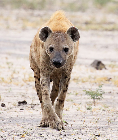 Spotted hyena - Moremi game reserve
