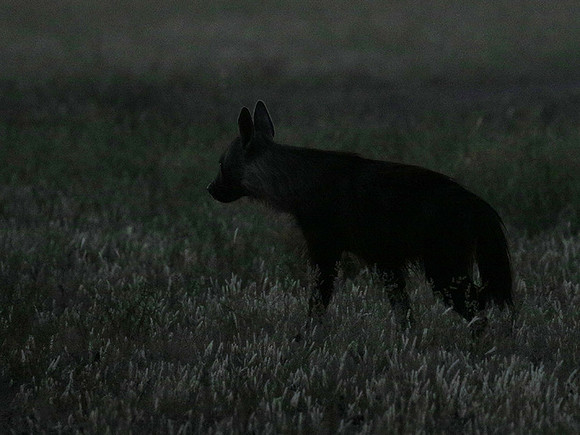 Brown hyena - Central Kalahari