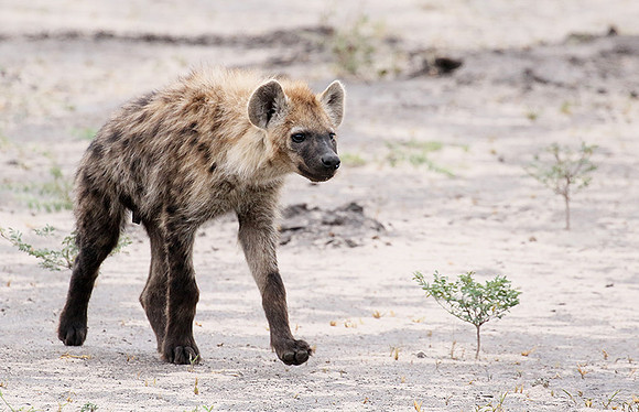 Spotted hyena - Moremi game reserve