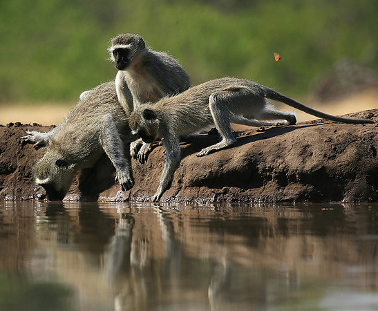 At Mashatu game reserve