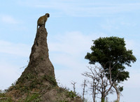 Verwet monkey - Moremi game reserve