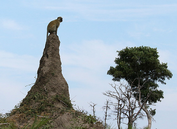 Verwet monkey - Moremi game reserve