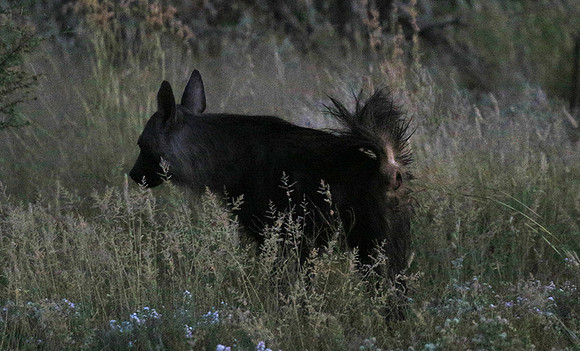 Brown hyena - Central Kalahari