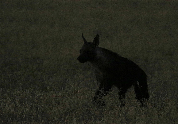 Brown hyena - Central Kalahari