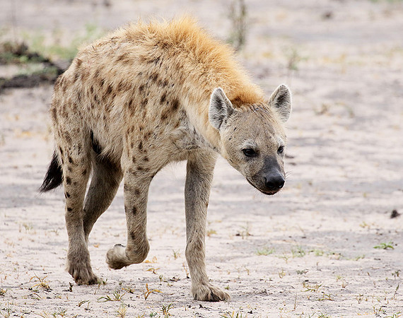 Spotted hyena - Moremi game reserve