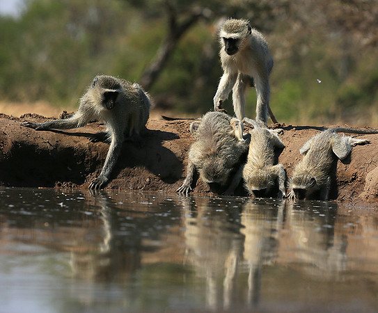 At Mashatu game reserve