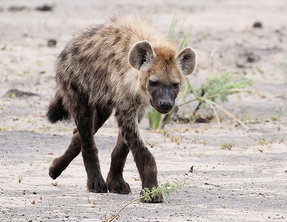 Spotted hyena - Moremi game reserve