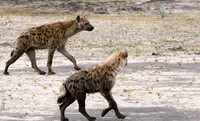 Spotted hyena - Moremi game reserve