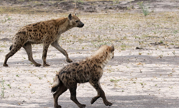 Spotted hyena - Moremi game reserve