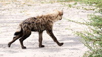 Spotted hyena - Moremi game reserve