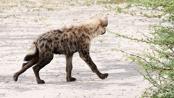 Spotted hyena - Moremi game reserve