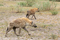 Spotted hyena - Moremi game reserve