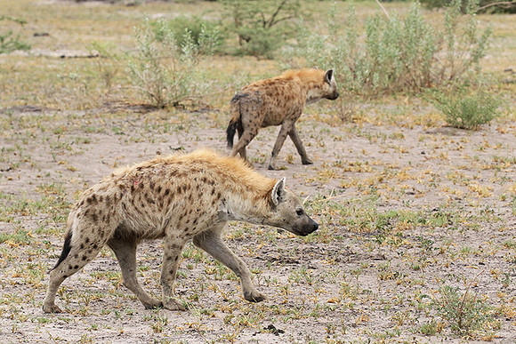 Spotted hyena - Moremi game reserve