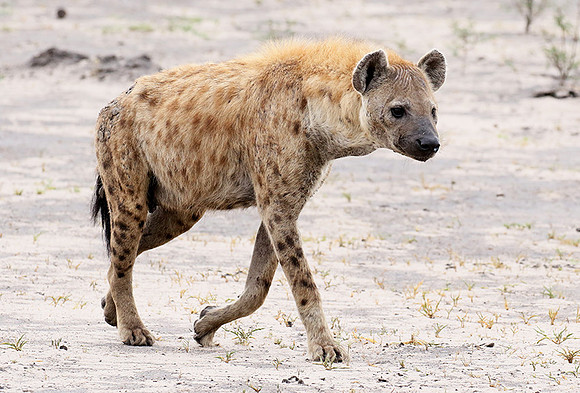 Spotted hyena - Moremi game reserve