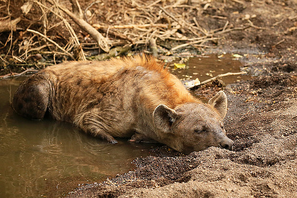 Hyena cooling down in water at Mashatu game reserve