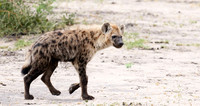 Spotted hyena - Moremi game reserve