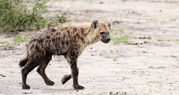 Spotted hyena - Moremi game reserve