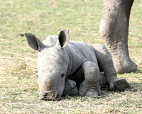 White rhino