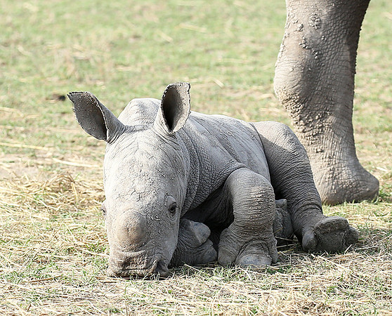 White rhino