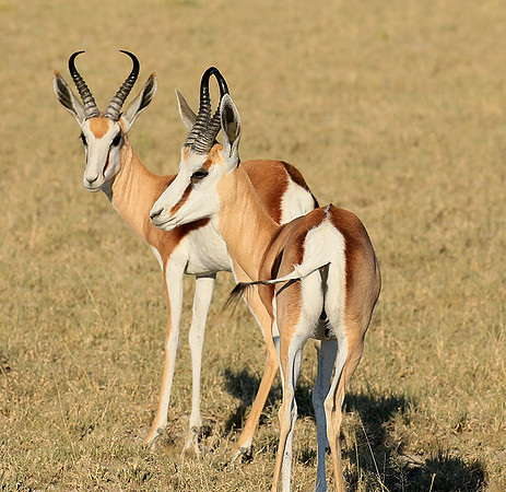 Central Kalahari