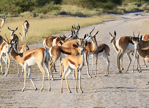 Central Kalahari